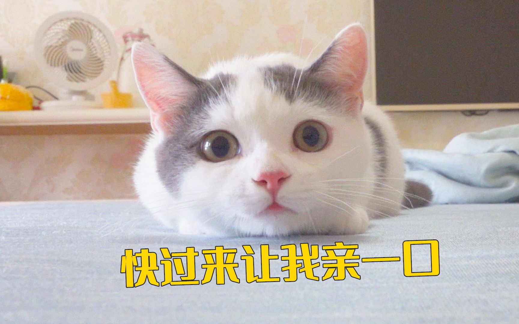 沉浸式被猫亲-萌猫宝哥哥-萌猫宝哥哥-哔哩哔哩视频