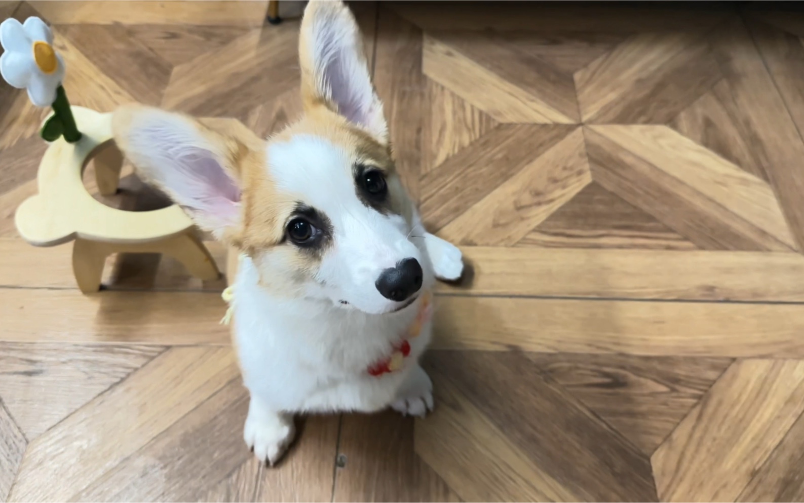 小柯基 握手趴下转圈 台上一分钟 台下十年功