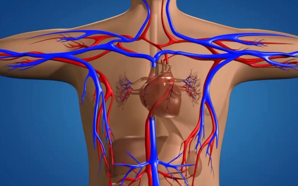 [图]人体血液循环系统（中英文字幕）