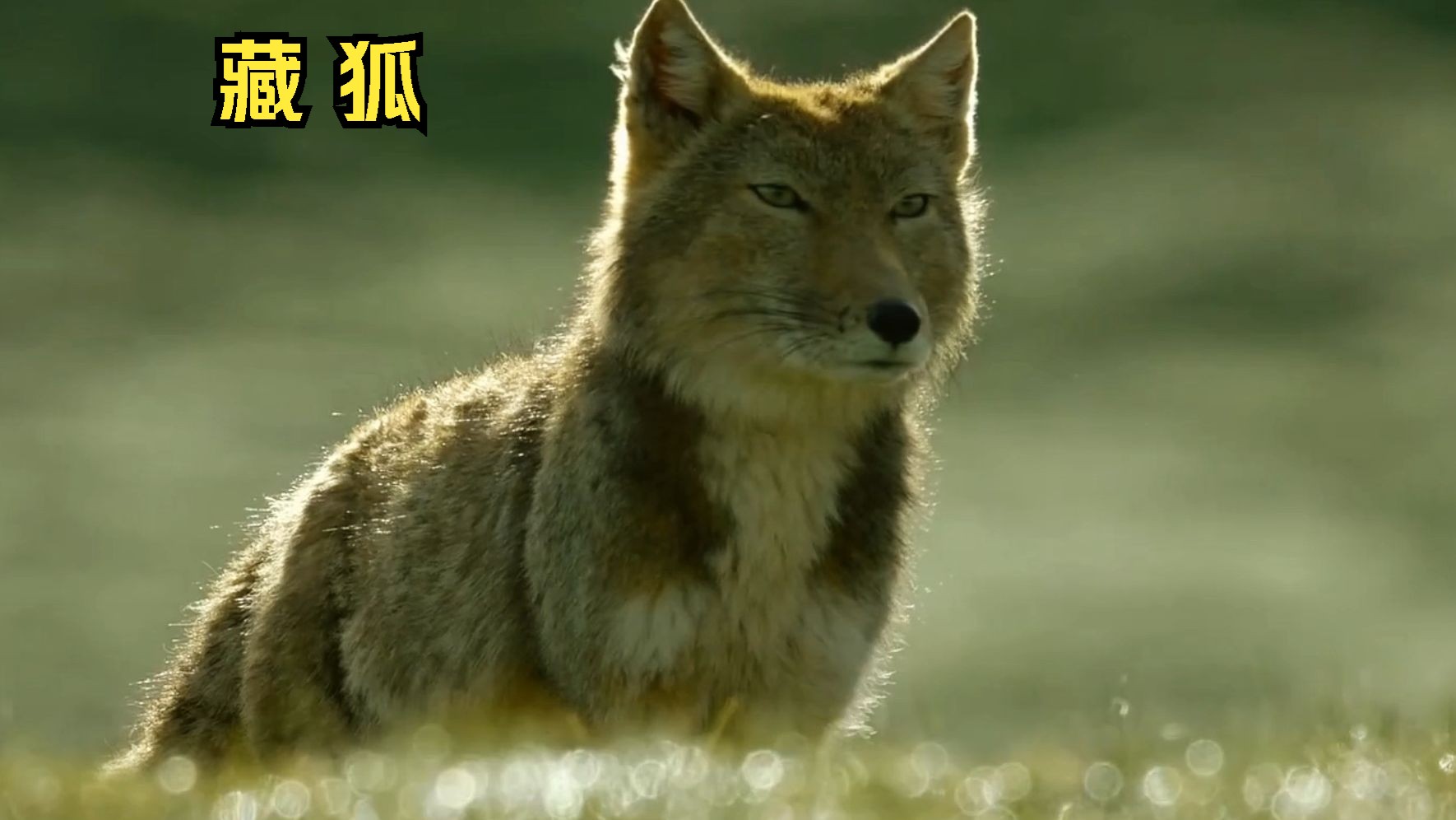 藏狐小亮单亲带4娃,绝境求生