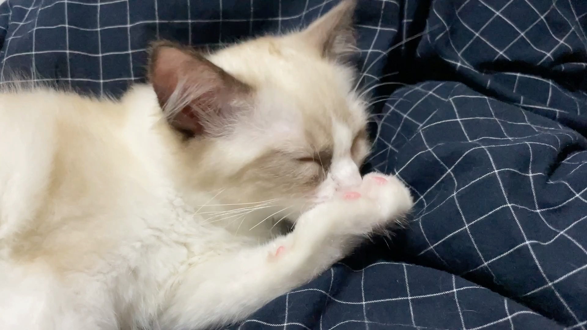 小肉垫这么香嘛