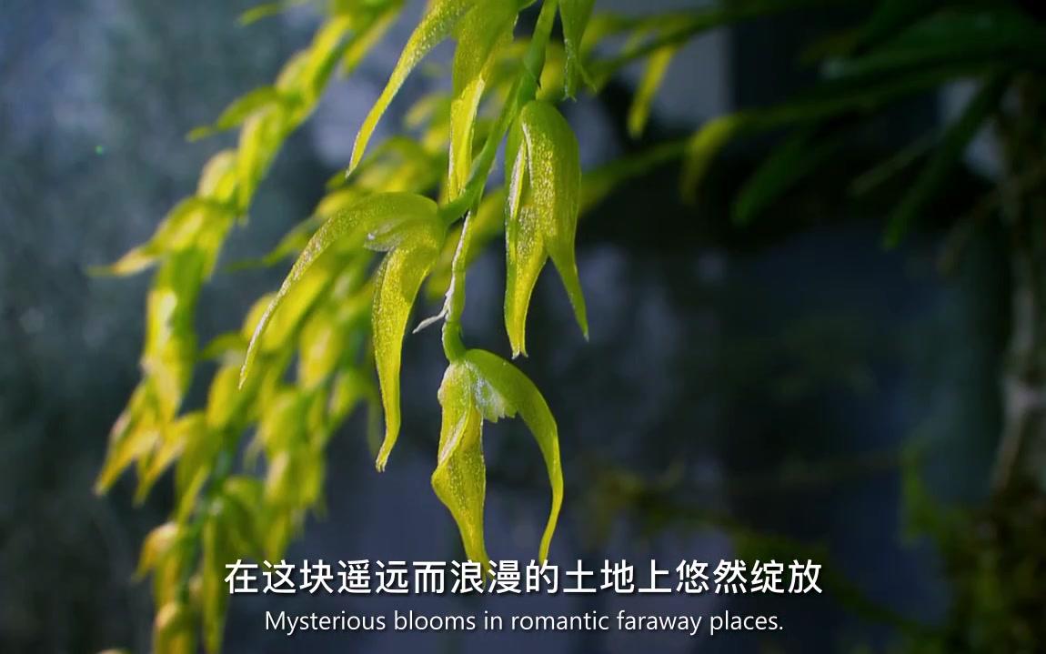 [图]植物是如何进行交配/为爱鼓掌的呢？自然纪录片之父——大卫·爱登堡爵爷为您揭秘