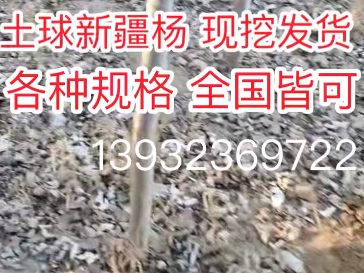 土坨新疆杨 规格齐全,欢迎求购新疆杨的客户来电咨询,基地现挖,常年供应八棱海棠树 山杏 新疆杨/怀来众诚园林绿化苗木基地哔哩哔哩bilibili