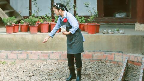 二兔子爸租院子改造花园 地栽花卉先改良土壤 哔哩哔哩