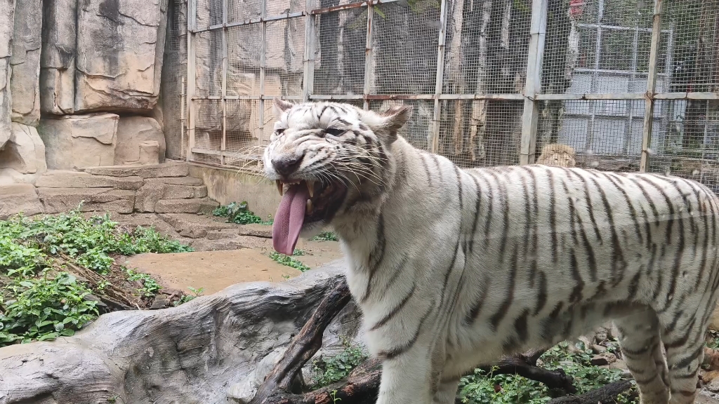 南宁动物园的白虎有点…