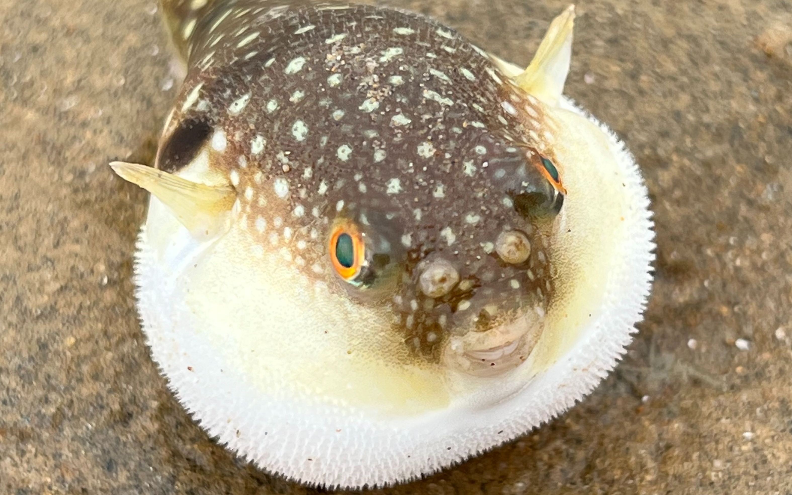 大庆赶海,退潮后发现搁浅在沙滩上的小河豚,生气好像一个球