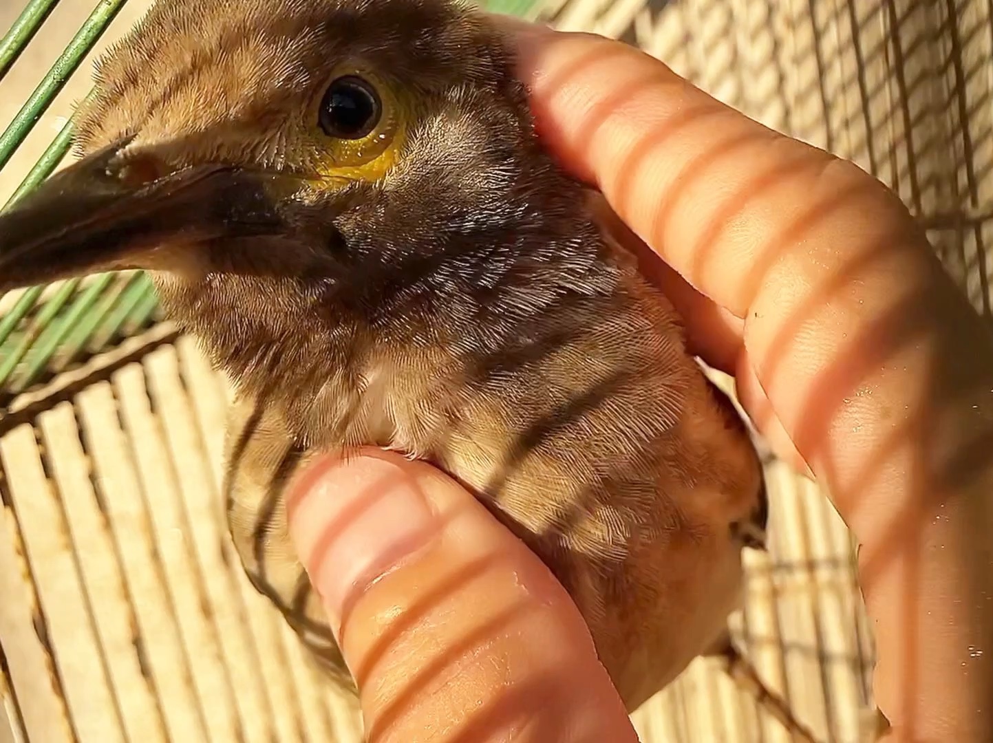 八哥受宠之谜:每天爱摸摸头