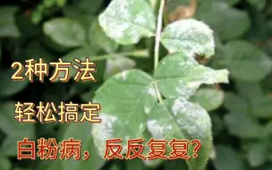 Download Video: 盆栽得了“白粉病”很难治疗？2种方法任意选，轻松搞定！收藏了