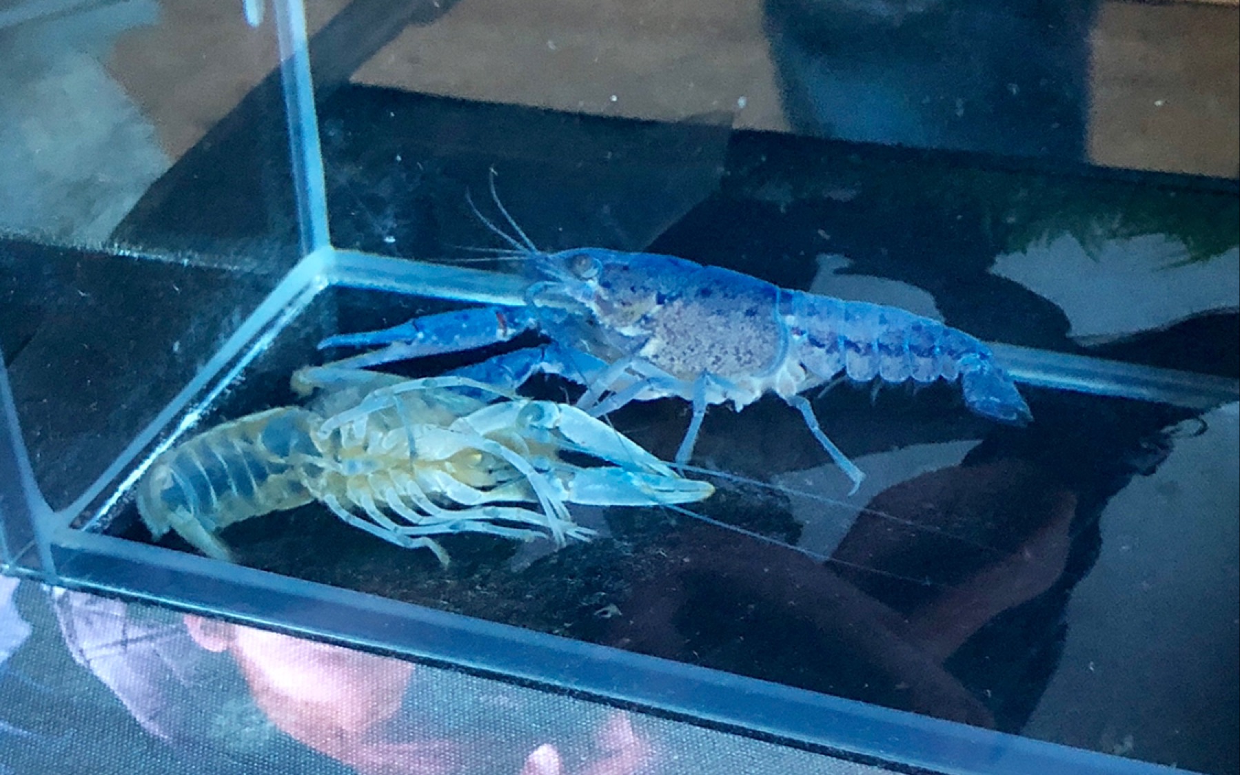 喜大普奔,佛罗里达蓝鳌虾脱壳拉.