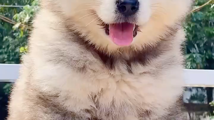 北京犬舍哪里有纯种双血统阿拉斯加幼犬