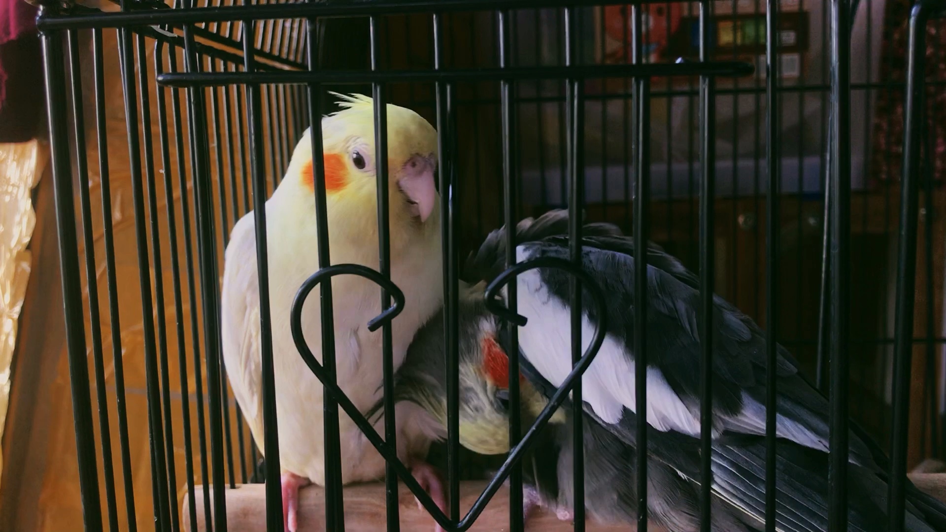 【玄凤鹦鹉】张口吃糖x