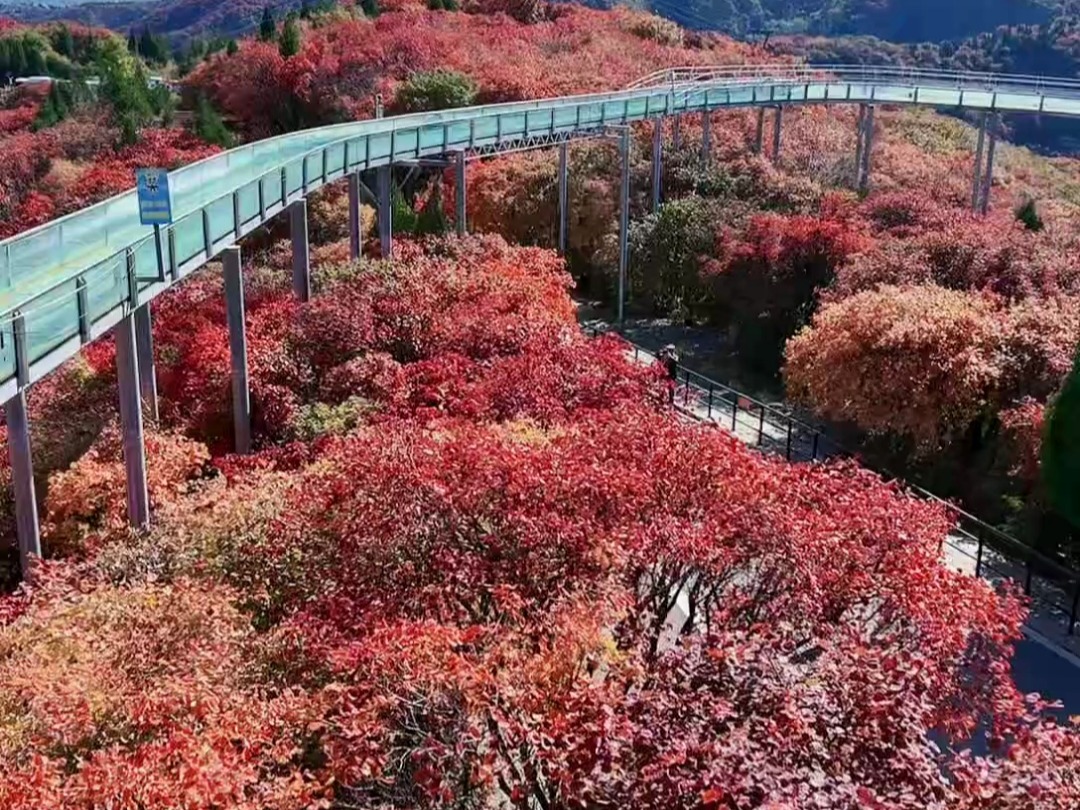 淄博红叶柿岩旅游区,景区位于博山区滨莱高速博山出口PC Tab20241028120942哔哩哔哩bilibili