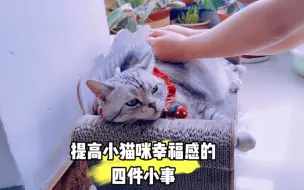 Download Video: 提升小猫咪幸福感的四件小事