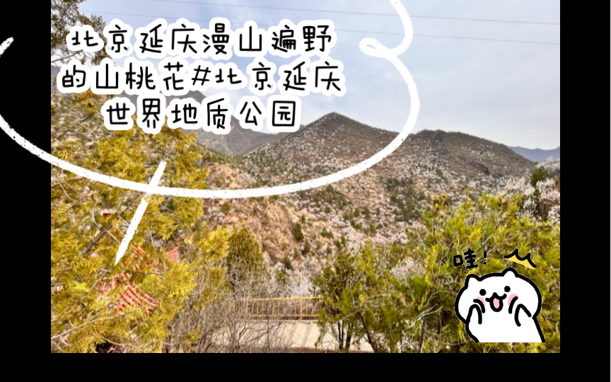 北京延庆漫山遍野的山桃花#北京延庆世界地质公园哔哩哔哩bilibili