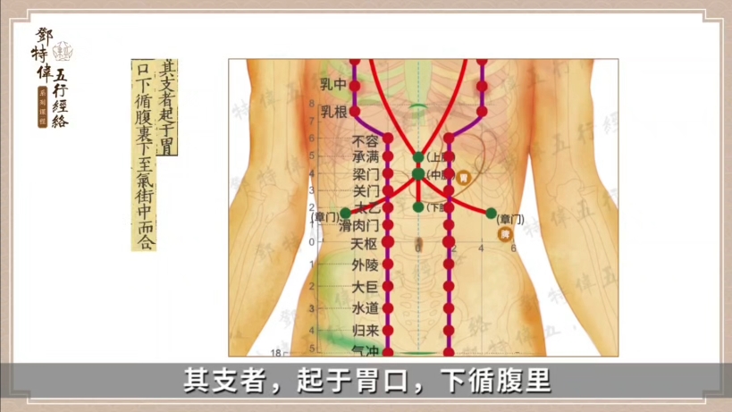 足阳明胃经循行动图哔哩哔哩bilibili