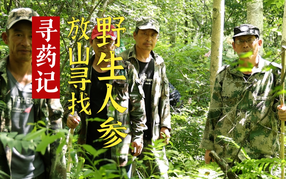 【寻药记】野外还能找到人参?带你放山寻找野生人参哔哩哔哩bilibili