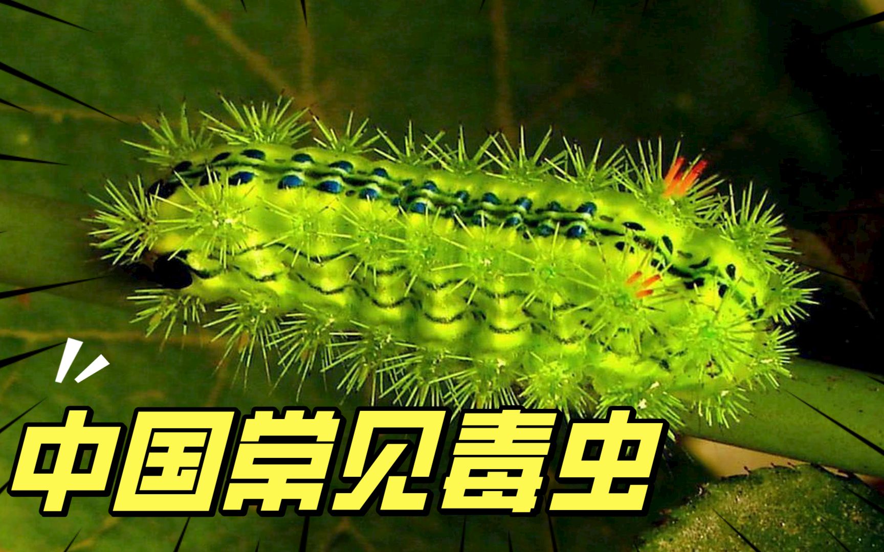 在中国千万不能碰的虫子大人小孩都该认识下