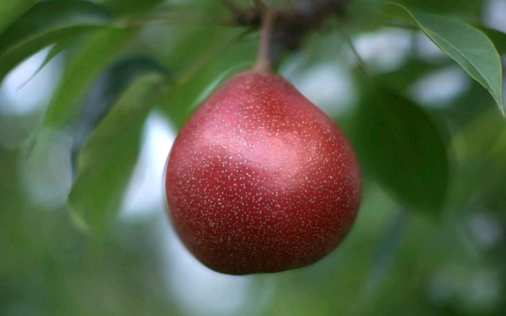 新西兰红梨的介绍(全英文)