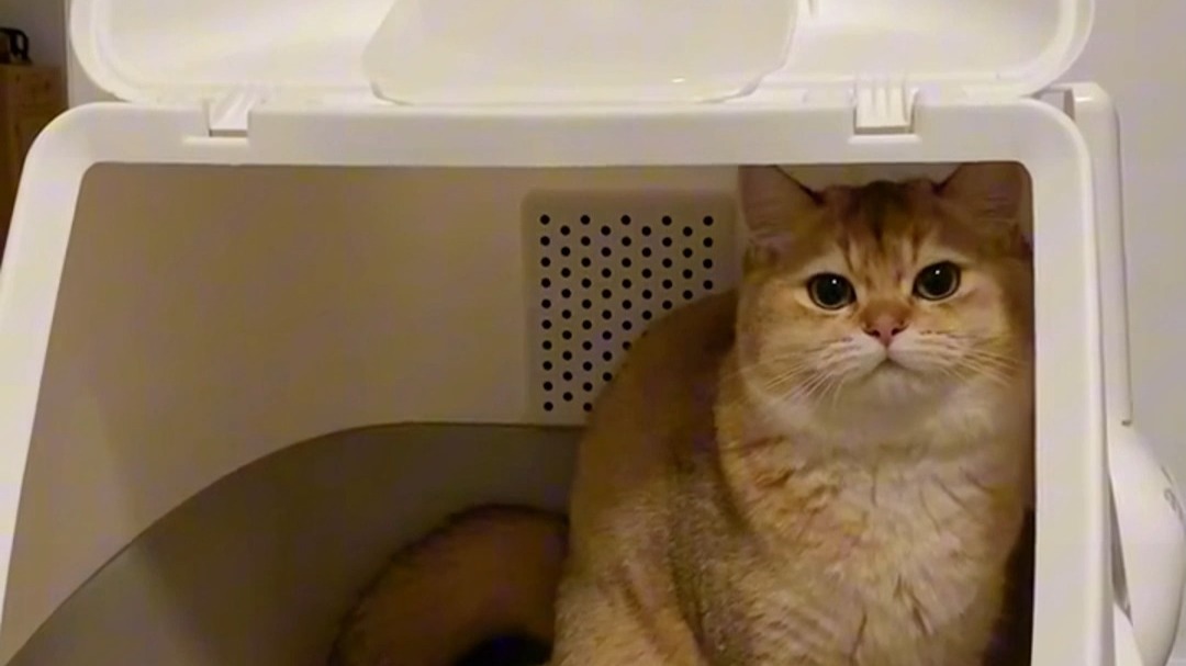 猫咪吃完化毛膏突然顿悟