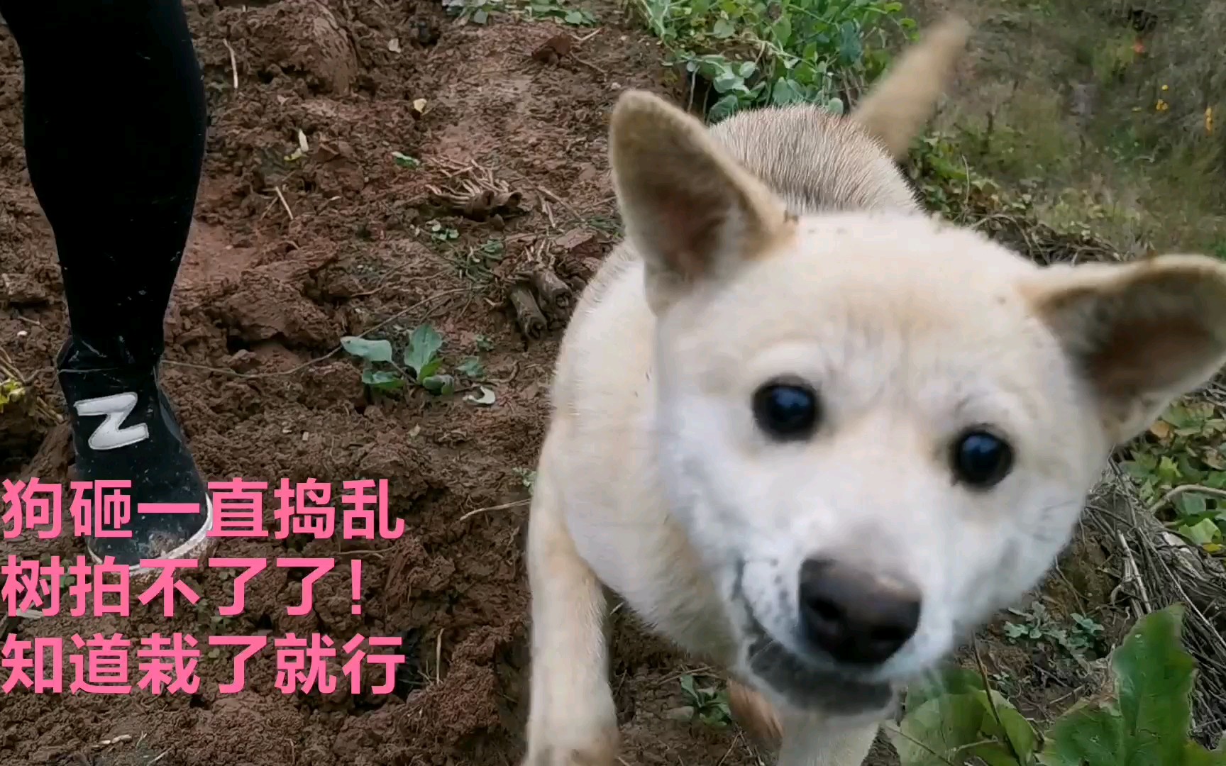 钱家大院的栽果树活动,狗砸在一旁捣乱