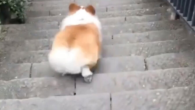 小短腿柯基下楼梯!狗子表示我太难了!