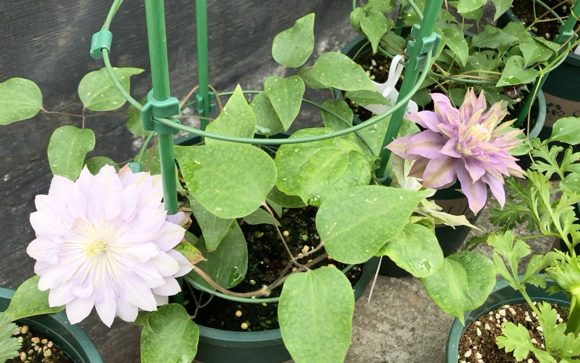 【花花日记】铁线莲 重瓣丹妮 开花了