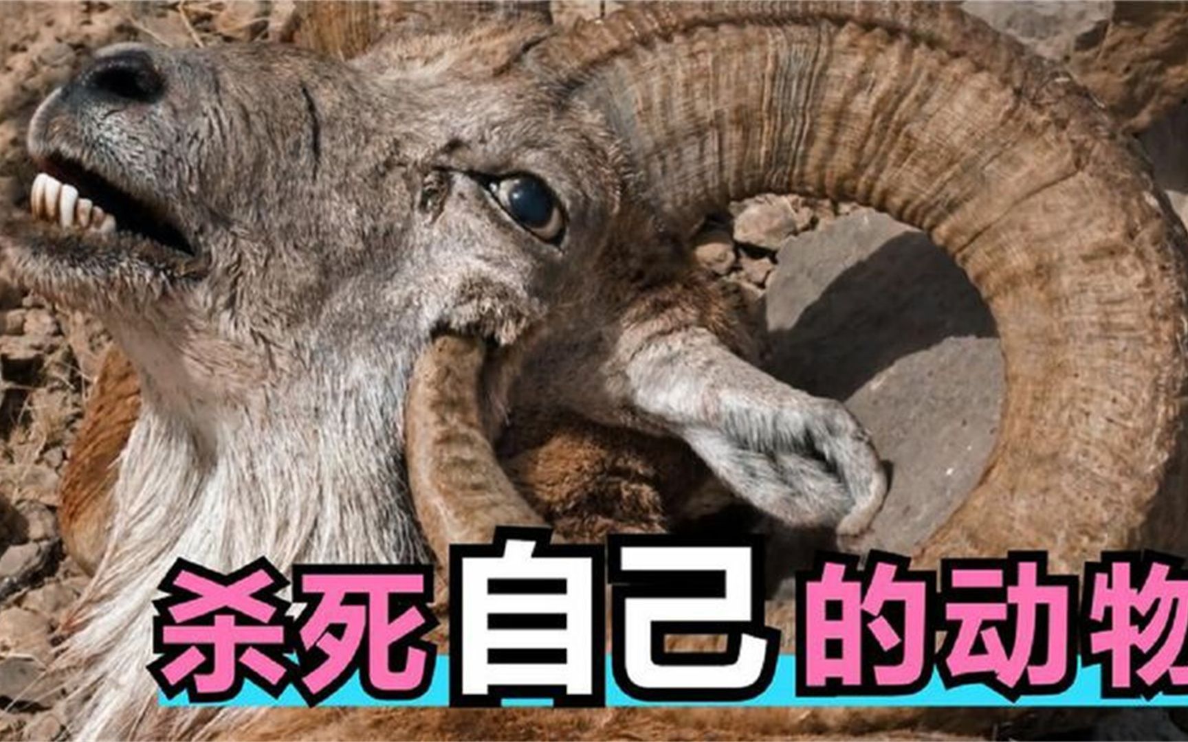 自己把自己"杀"死?这几种动物也太搞笑了,既心酸又好笑