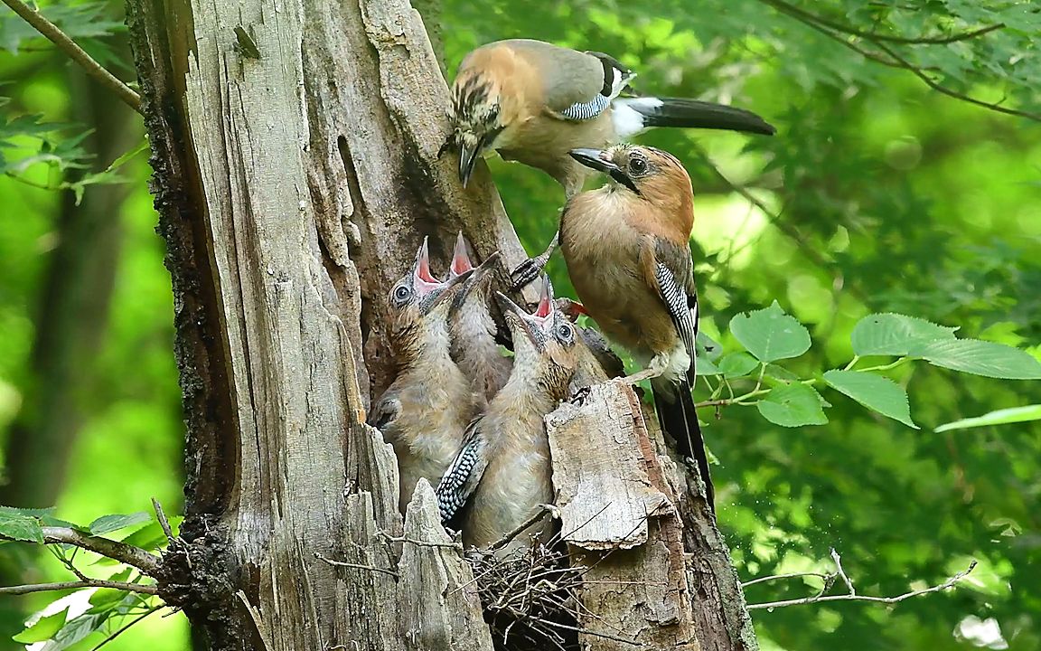 松鸦育雏:亲鸟把食物吐出来喂给幼鸟,而幼鸟给亲鸟拉粑粑吃