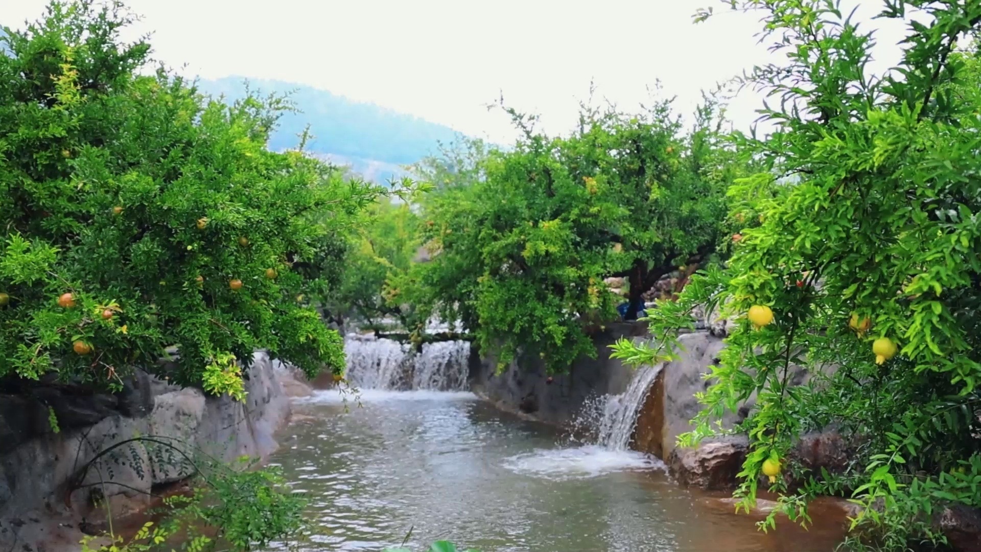 枣庄市峄城区:雨后万福园