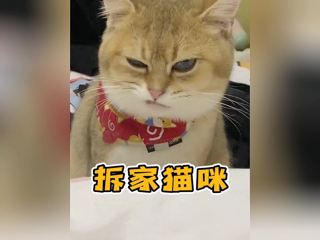 [图]猫咪：我妈已经超过三天没有打过我了！