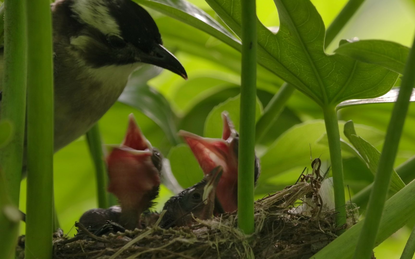八角金盘里的白头鹎育雏记录