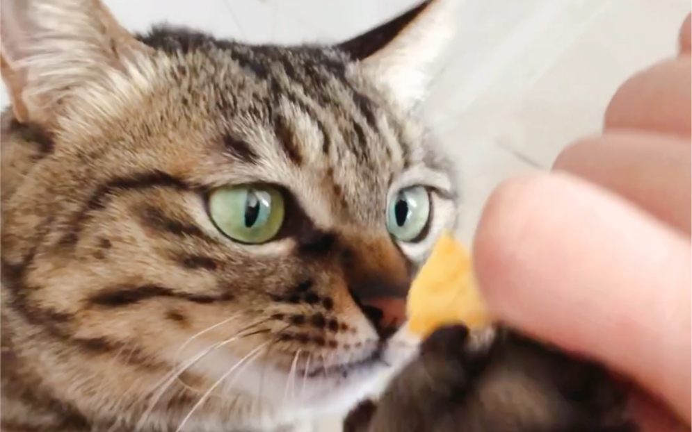 【狸花猫】一只爱吃薯片的土豆!(最后也并没有吃到哦)