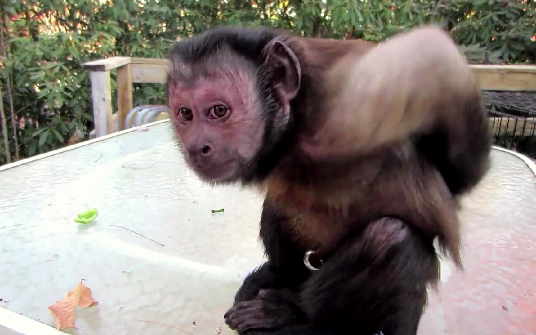 猴子误将辣椒当水果!一口下去当场被辣出表情包,顿时火冒三丈