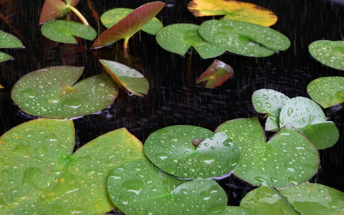 [图]4K 雨声 1小时]雨落在满是荷叶的池塘上的声音