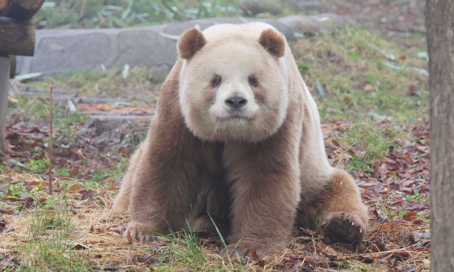 【大熊猫七仔】宝贝又在卖萌了,连小朋友都忍不住夸仔仔可爱