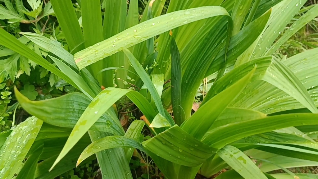 [图]种了好多年的鸢尾花，皮实好养，今年又开花了