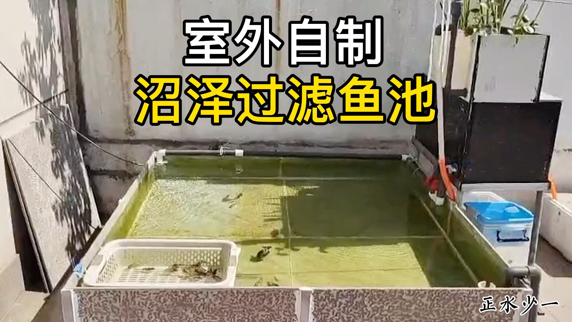 活动  室外自制沼泽过滤鱼池,想要省钱,还得自己动手做