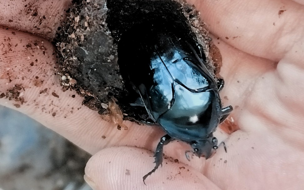 今年第一只甲——暗蓝异花金龟!