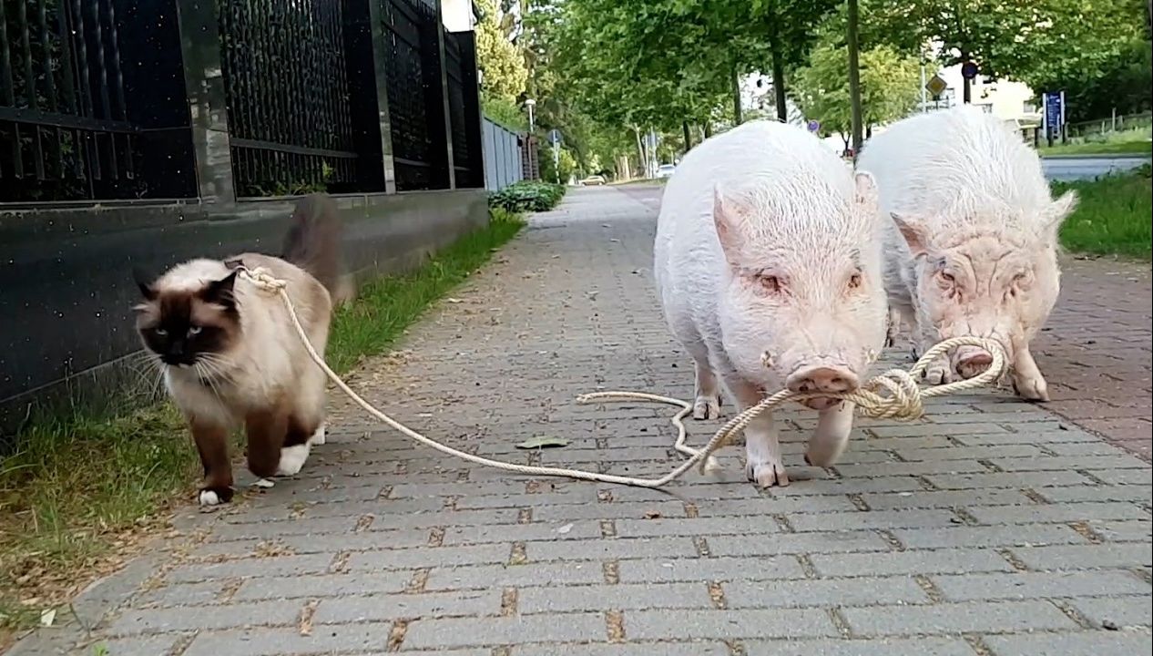 【三】国外宠物搞笑合集