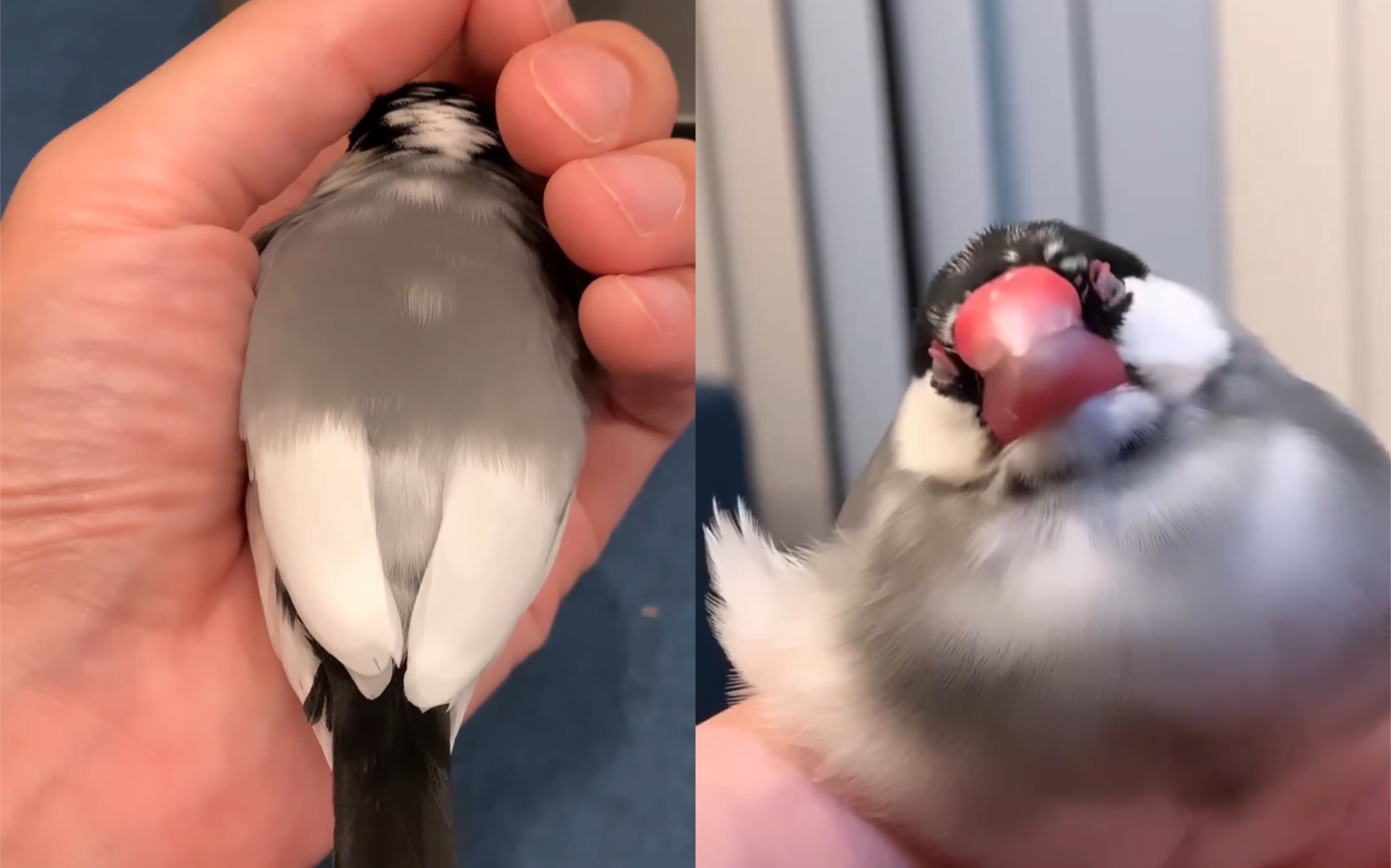 外网一只超美混色的樱文鸟(686708035167080368)