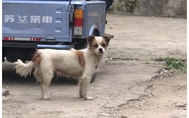 [图]（纪实摄影）村里串狗现状，附近邻居家的。