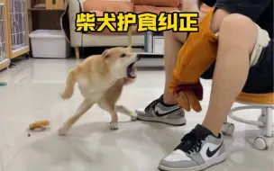 Descargar video: 柴犬小狗护食纠正过程，这下真没脾气了！