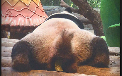 活动作品大熊猫酷酷是哪只小熊友睡着拉屎屎