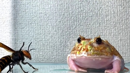 角蟾眼睛喷血,独特技能令人惊叹