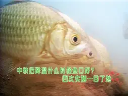 Descargar video: 中秋后降温什么时间鱼口好？水下4次测试看鱼情，结果一目了然