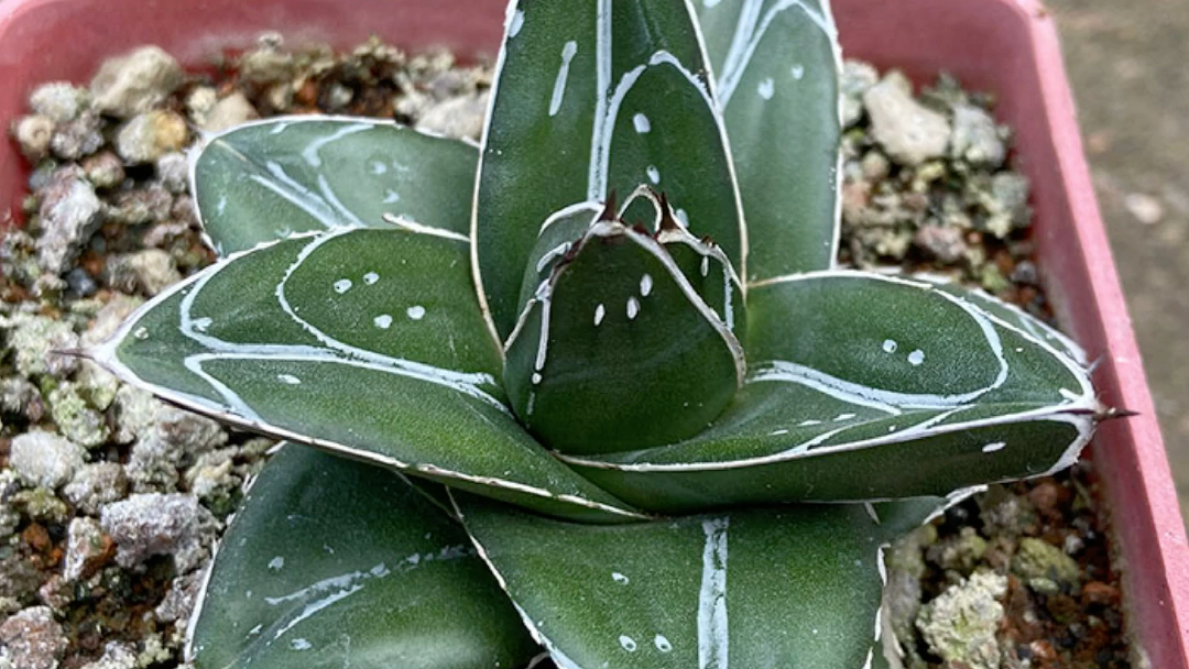 多肉植物龙舌兰科d型世之雪一物一拍阳台种植办公盆栽花卉