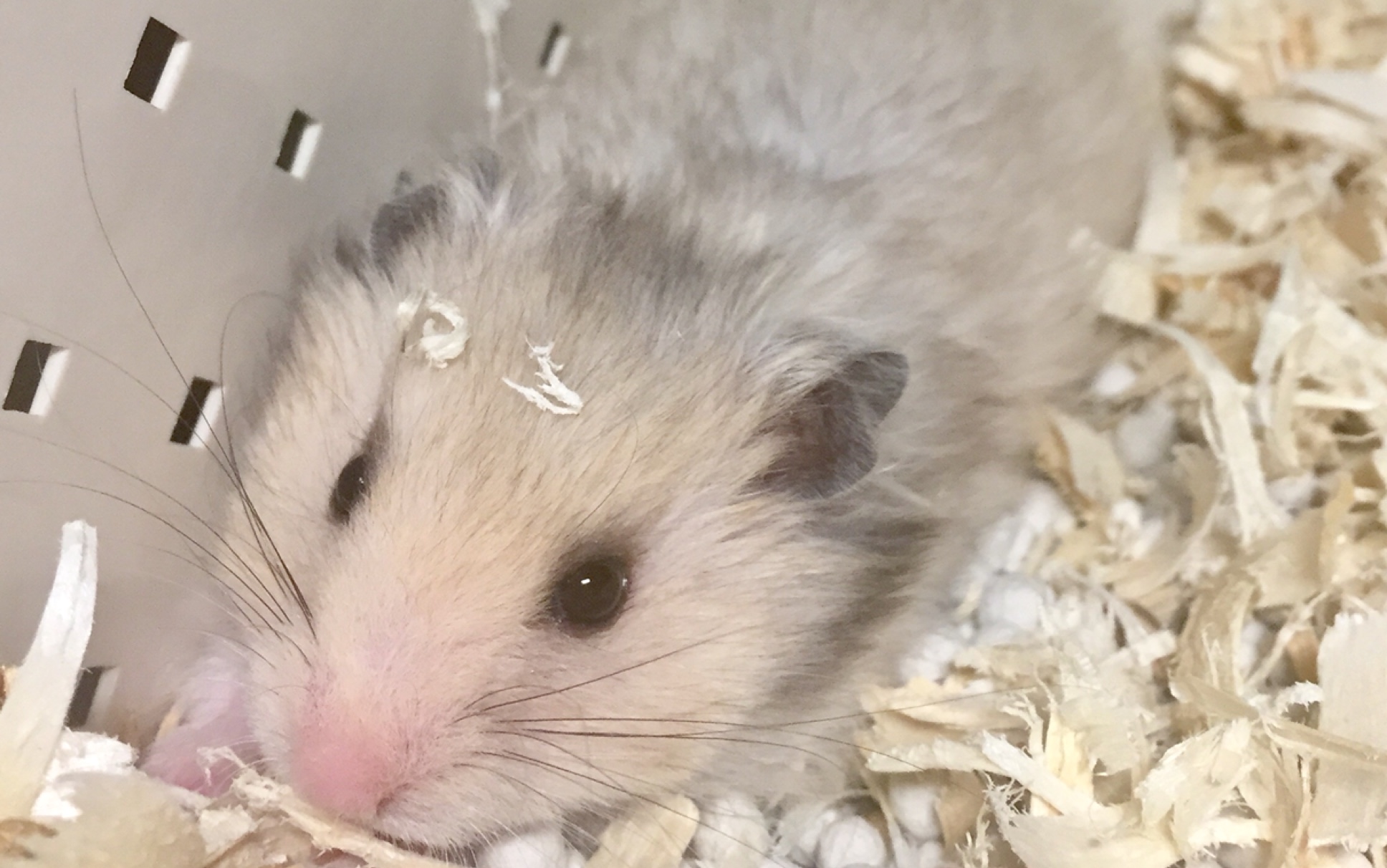 「杂银长毛熊」成功越狱后被抓,成为一条失去理想的熊