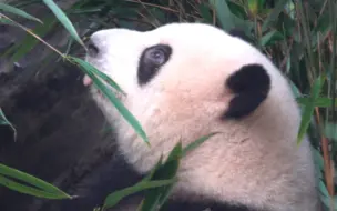 Скачать видео: 10.18花花难得眼睛睁大大吃，多吃点哦宝贝～弟弟已经吃好趴趴睡着了