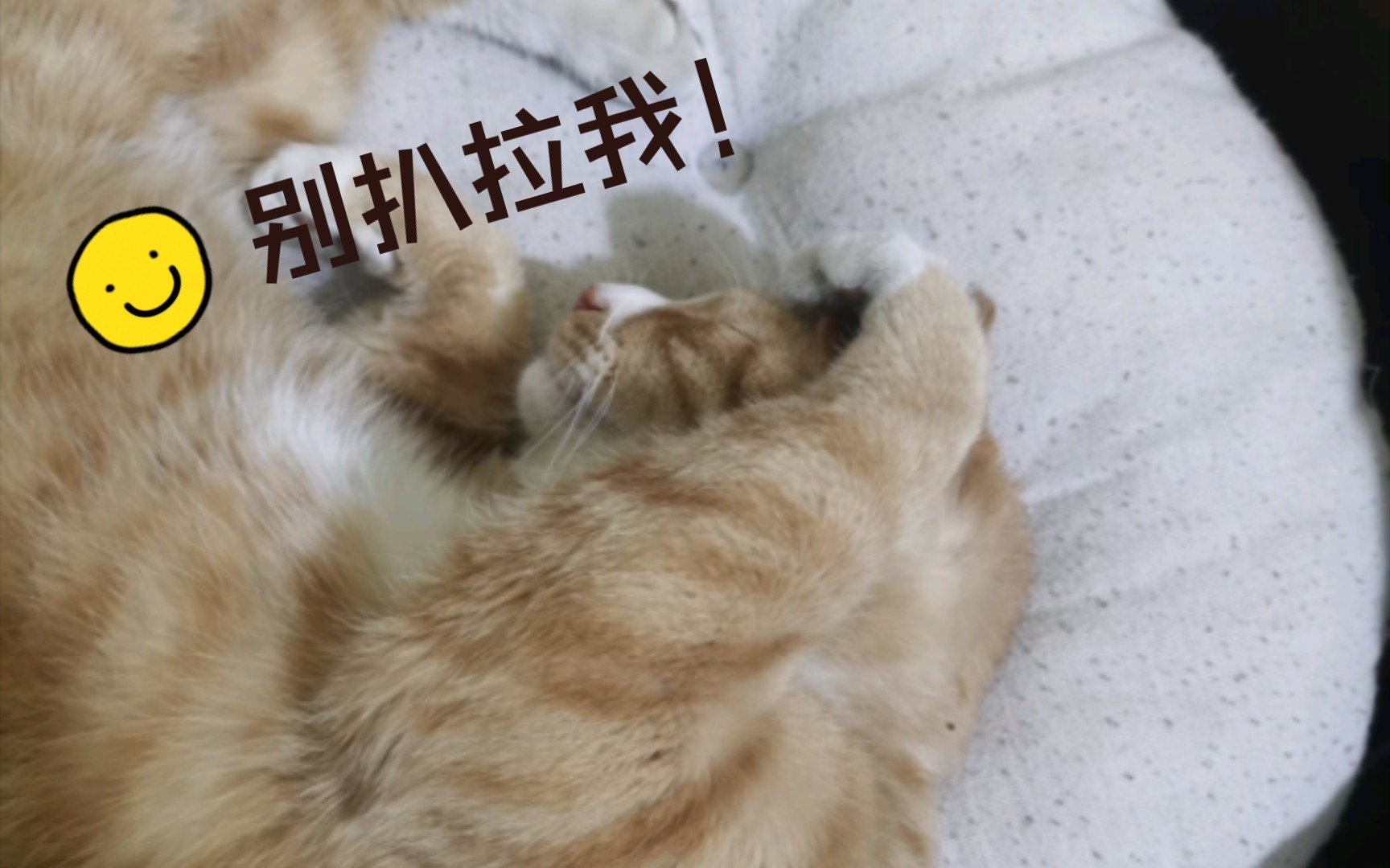 打扰猫哥睡觉了