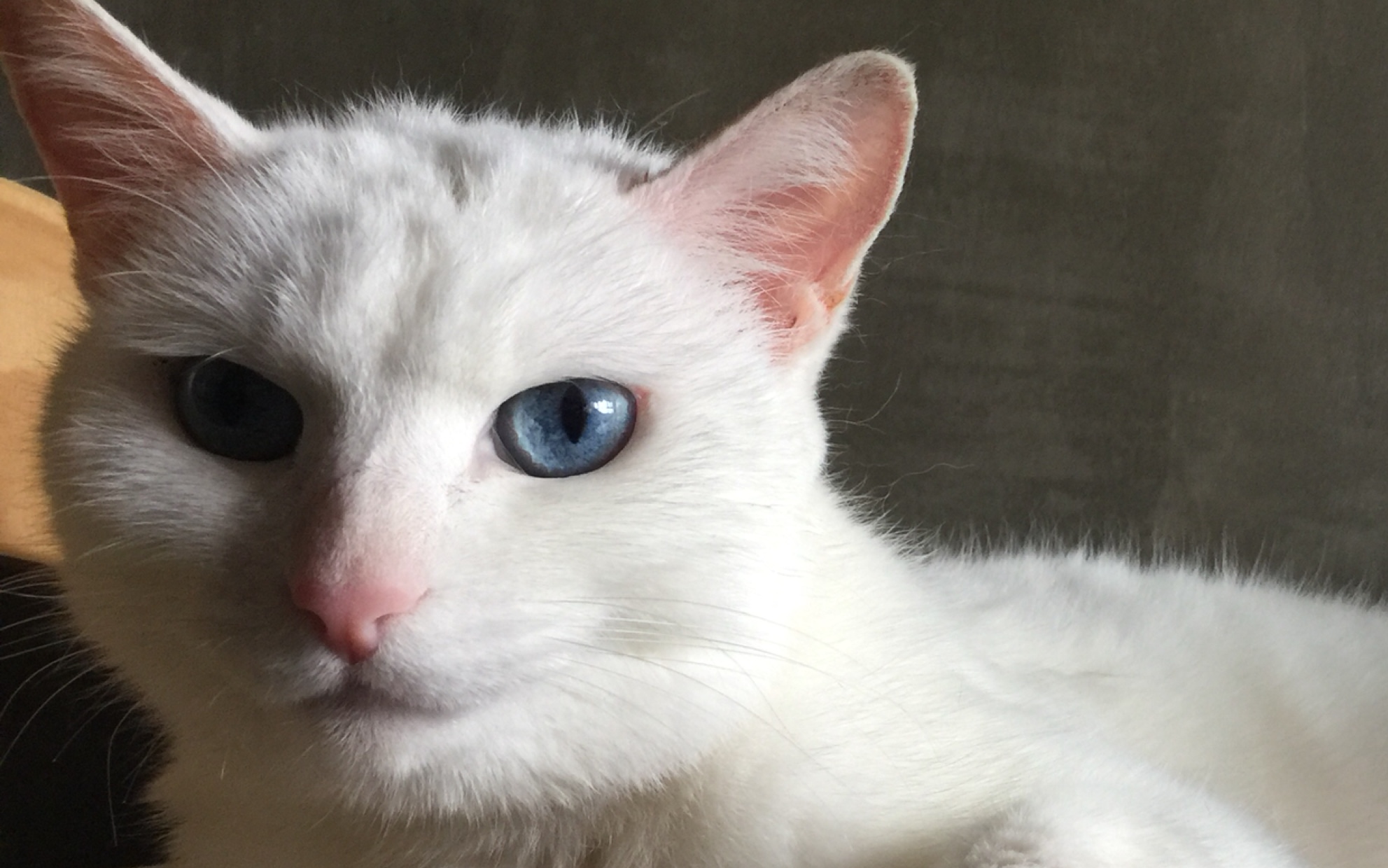 小聋侠的睡觉日常( 蓝眼白咪咪猫设之崩坏)